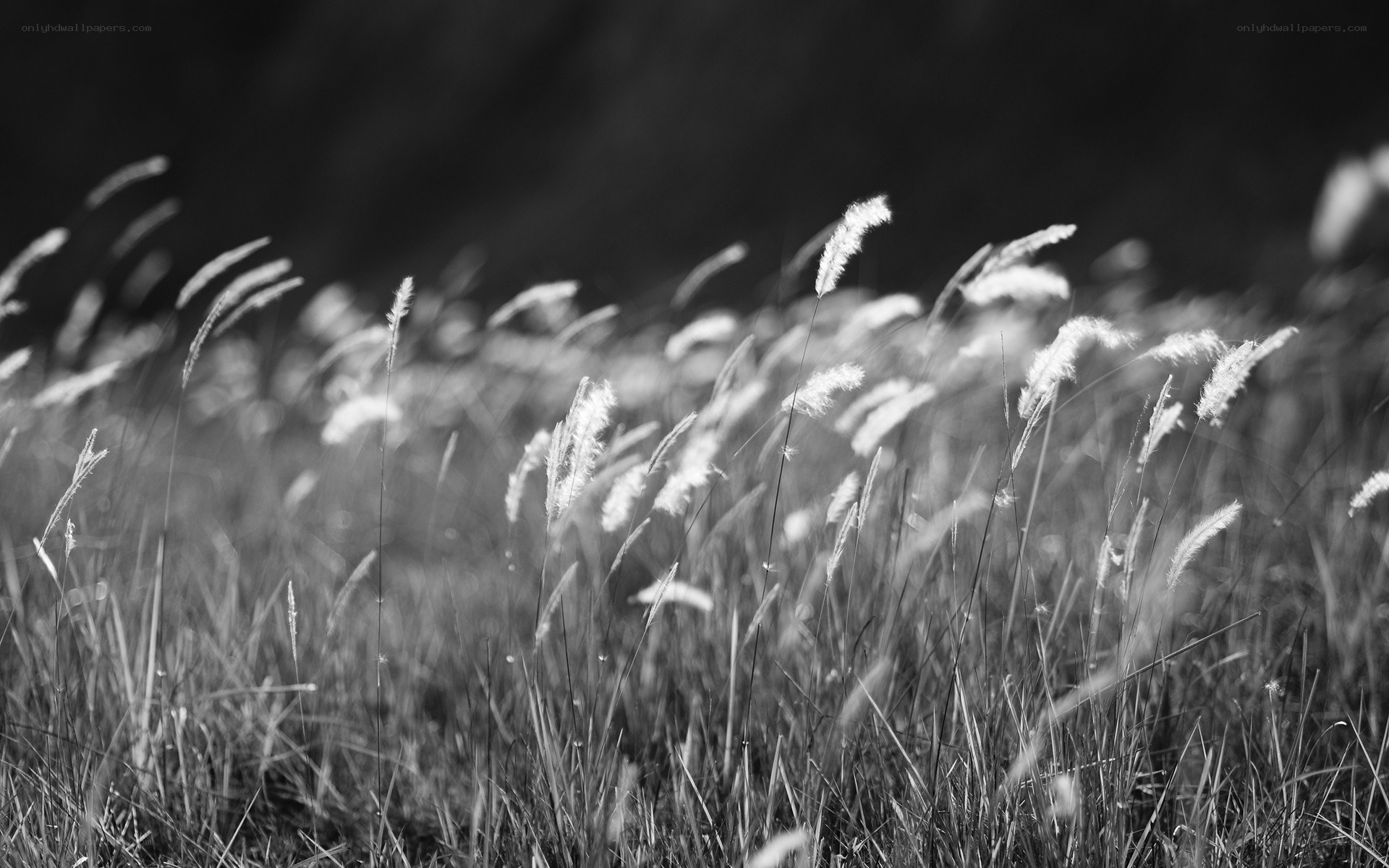 grasses in the wind