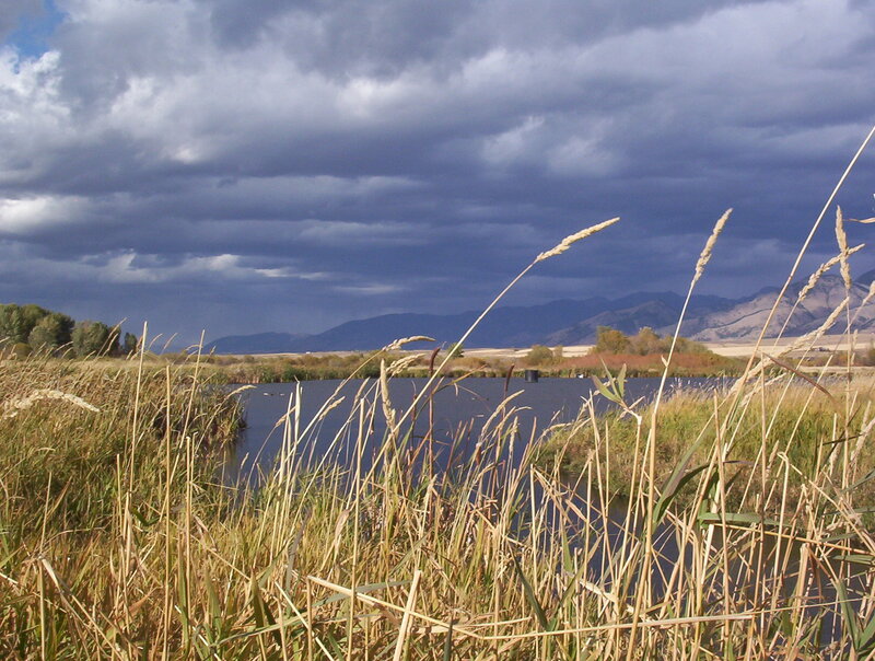 Grasses in Wetland