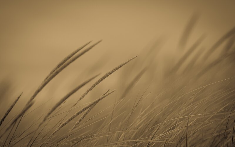 Grasses in Wind