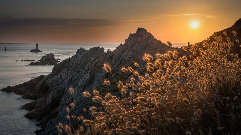 Grasses on Rocky Coast