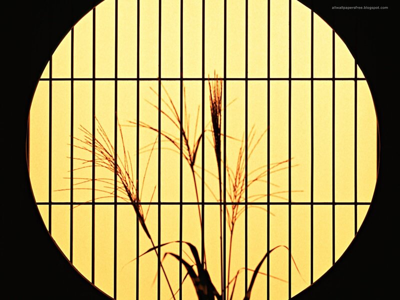 grasses silhouetted against a window