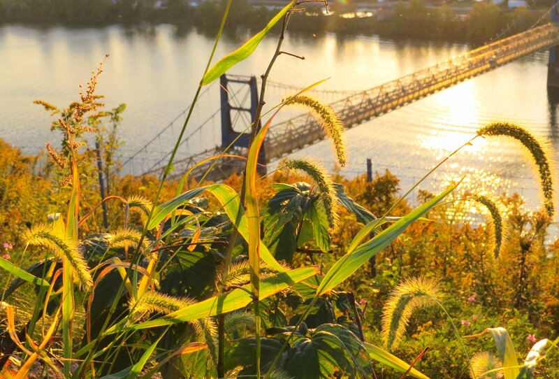 Grasses with Bridge in Background