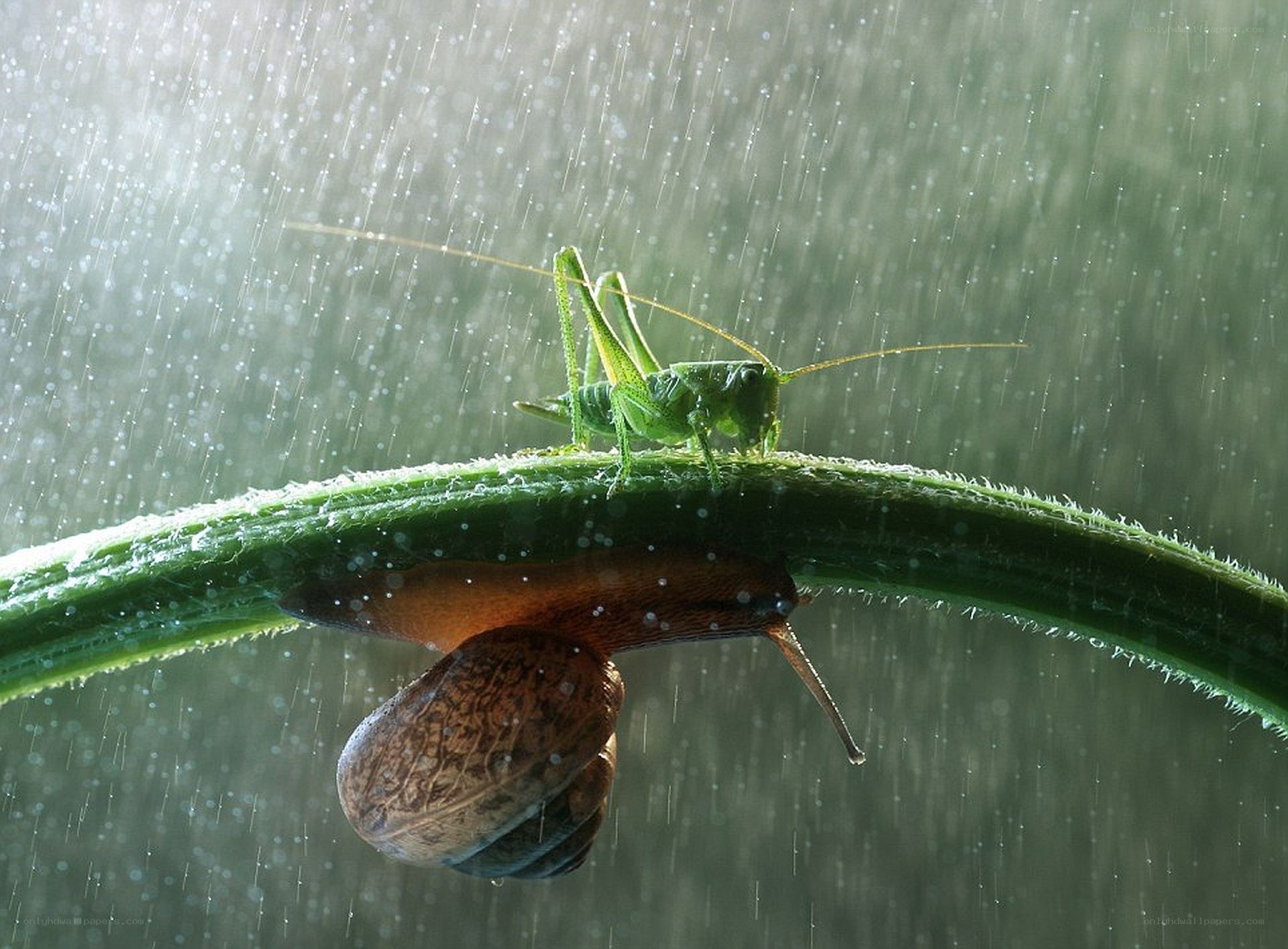 Grasshopper and snail in the rain