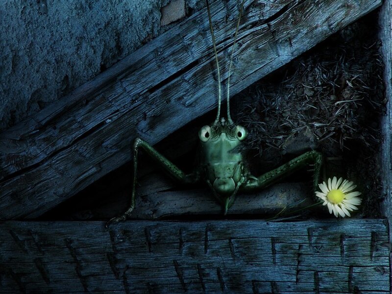 Grasshopper in a wooden crevice