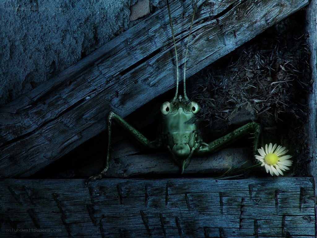 Grasshopper in a wooden crevice