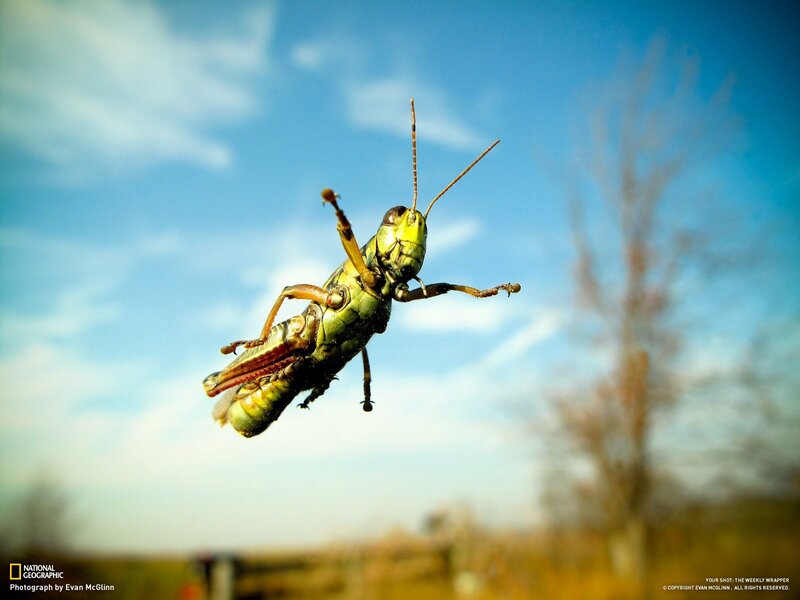 Grasshopper in mid-air