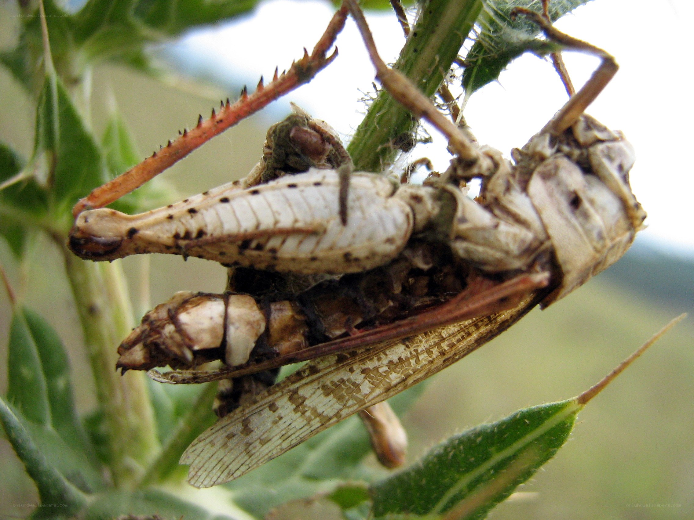 Grasshopper molting on a plant
