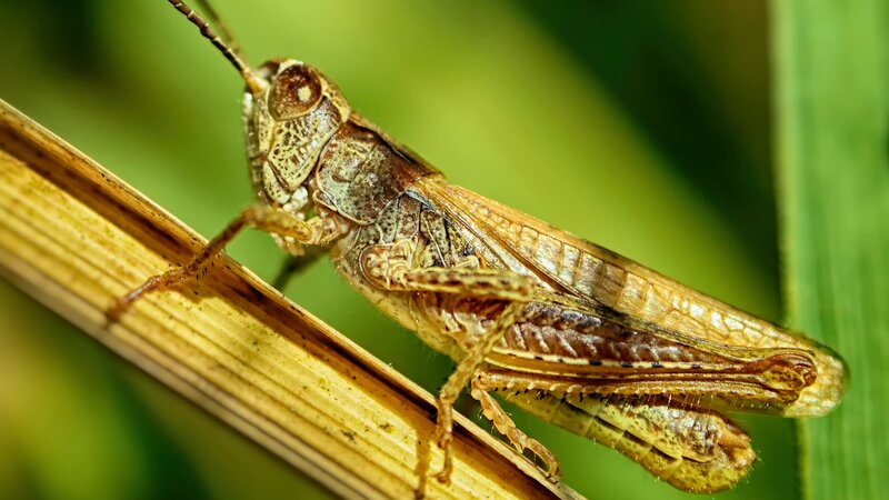 Grasshopper on a Blade — Brown