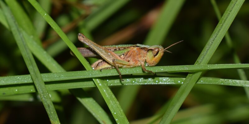 Grasshopper on a blade of grass