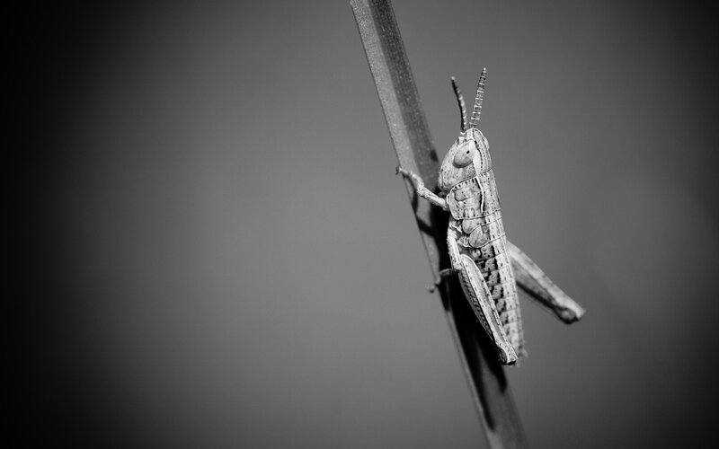grasshopper on a blade of grass