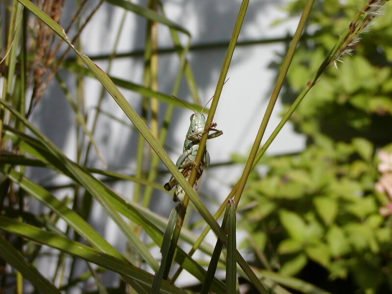 Grasshopper on a blade of grass
