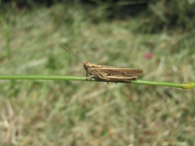 grasshopper on a blade of grass