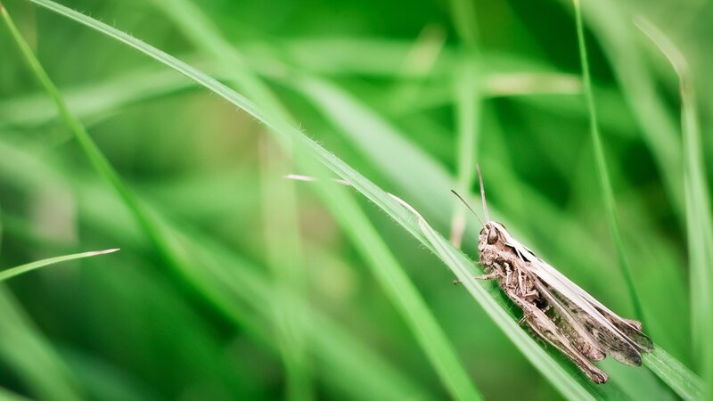 Grasshopper on a blade of grass