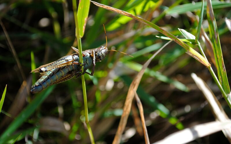 Grasshopper on a Blade of Grass — Green