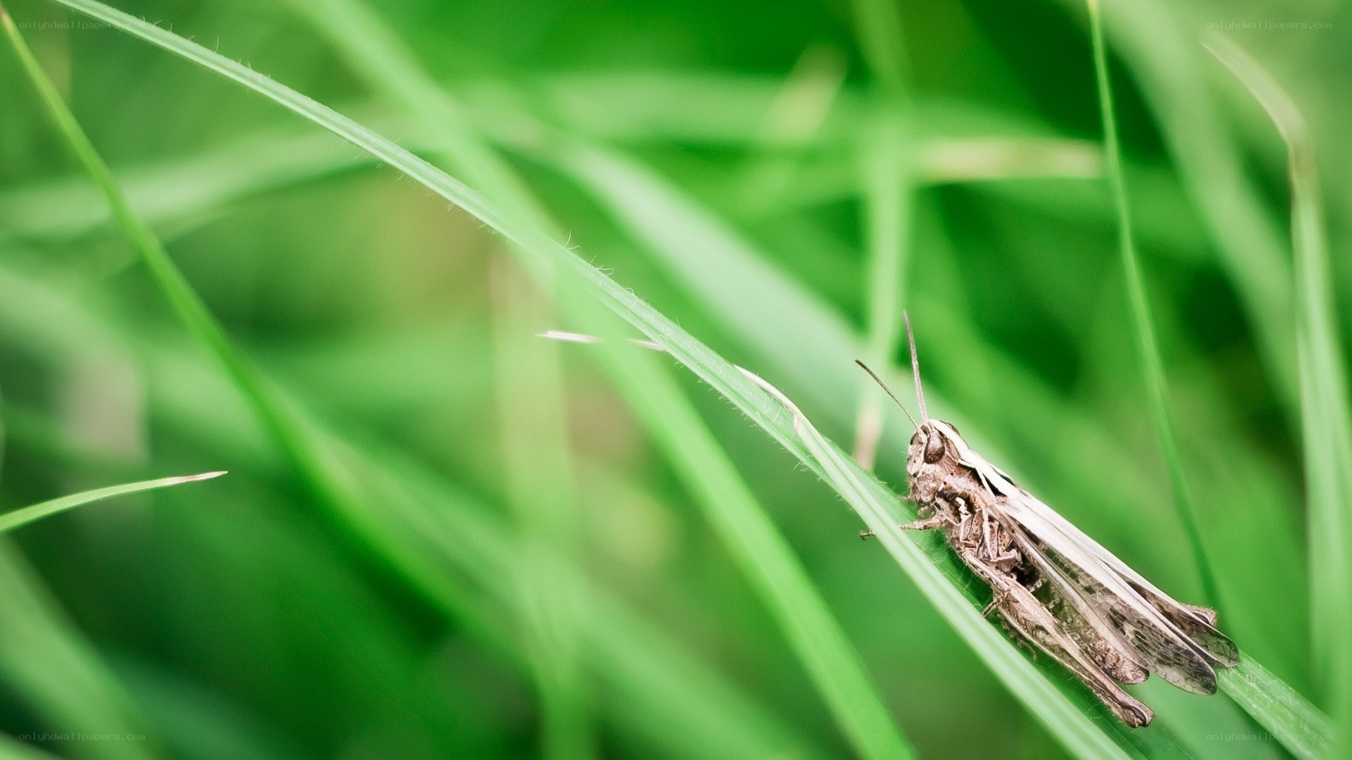 Grasshopper on a blade of grass