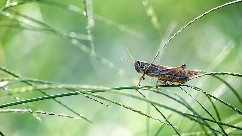 Grasshopper on a Blade