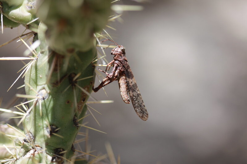 Grasshopper on a cactus