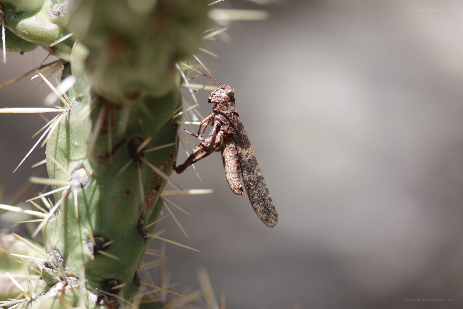 Grasshopper on a cactus