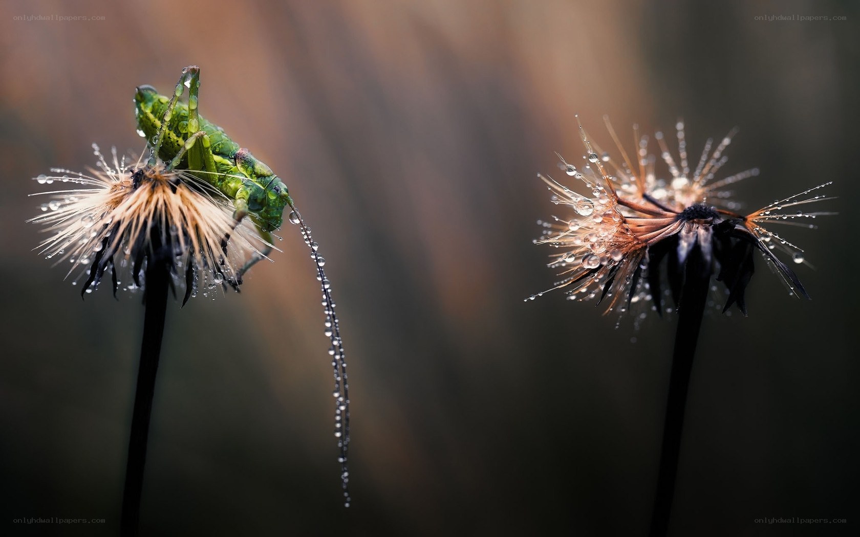Grasshopper on a dandelion