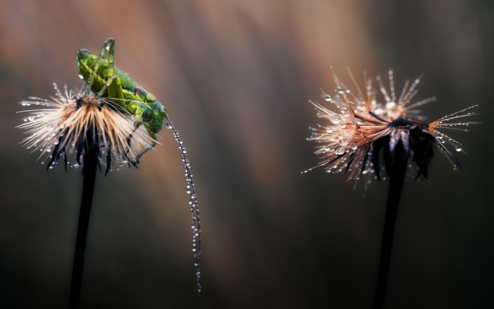 Grasshopper on a dandelion