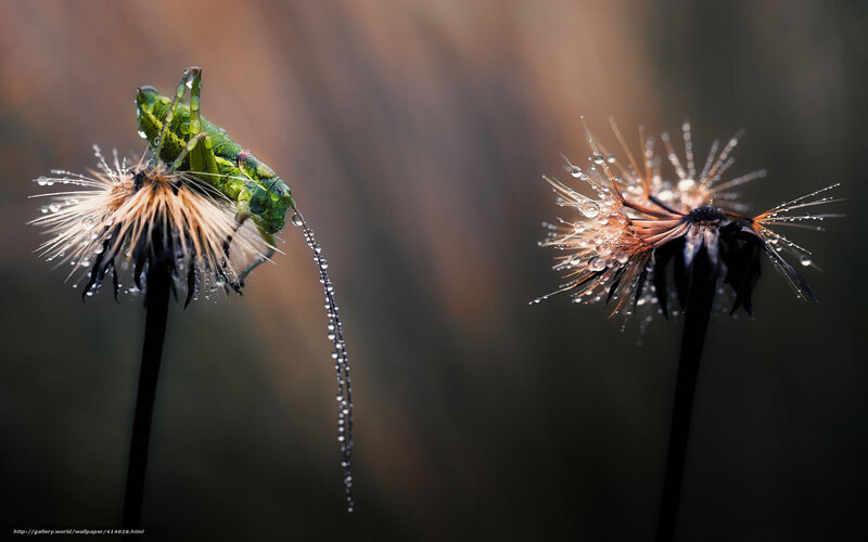Grasshopper on a dandelion