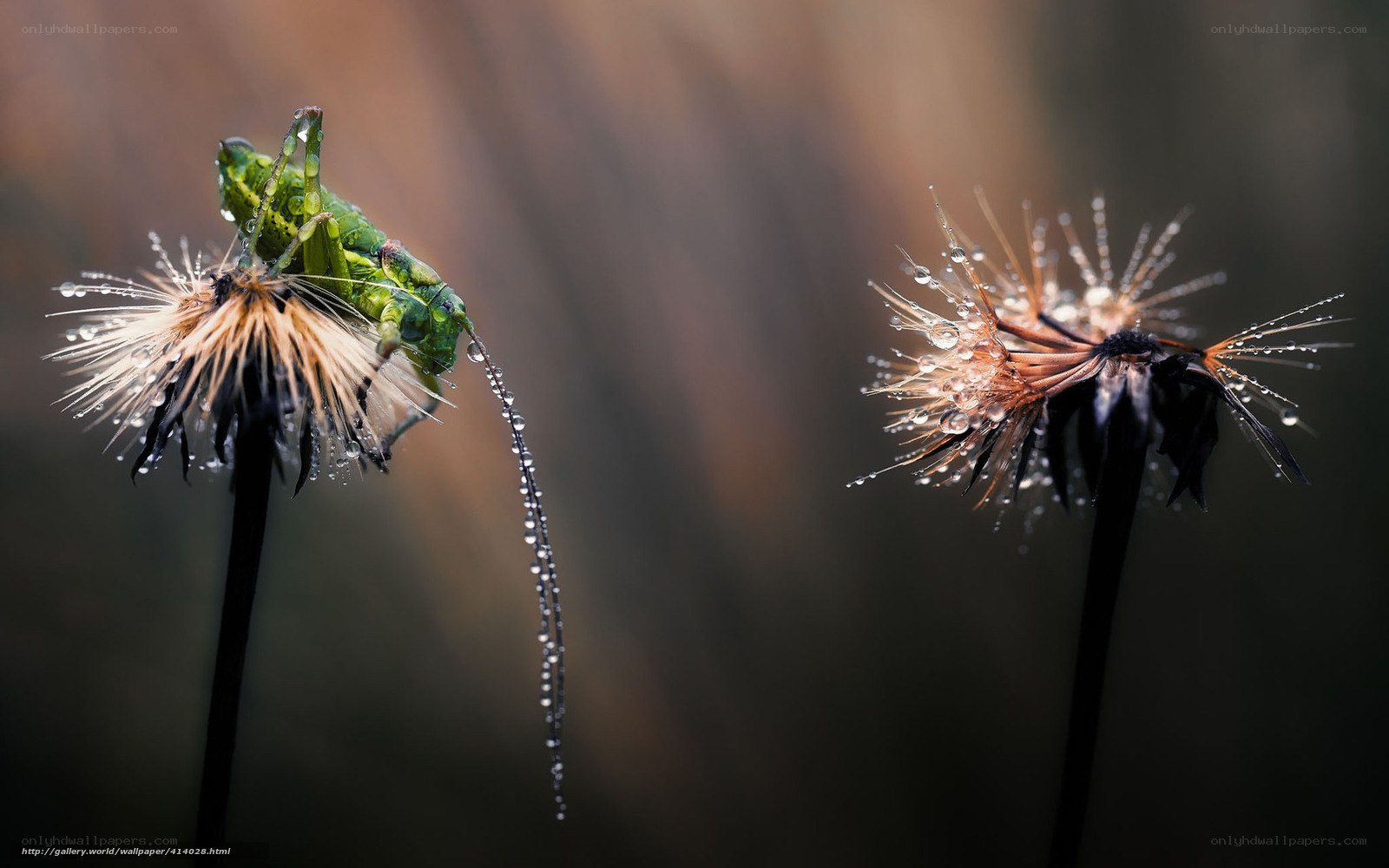 Grasshopper on a dandelion
