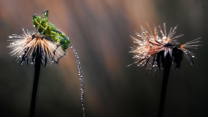 Grasshopper on a dandelion