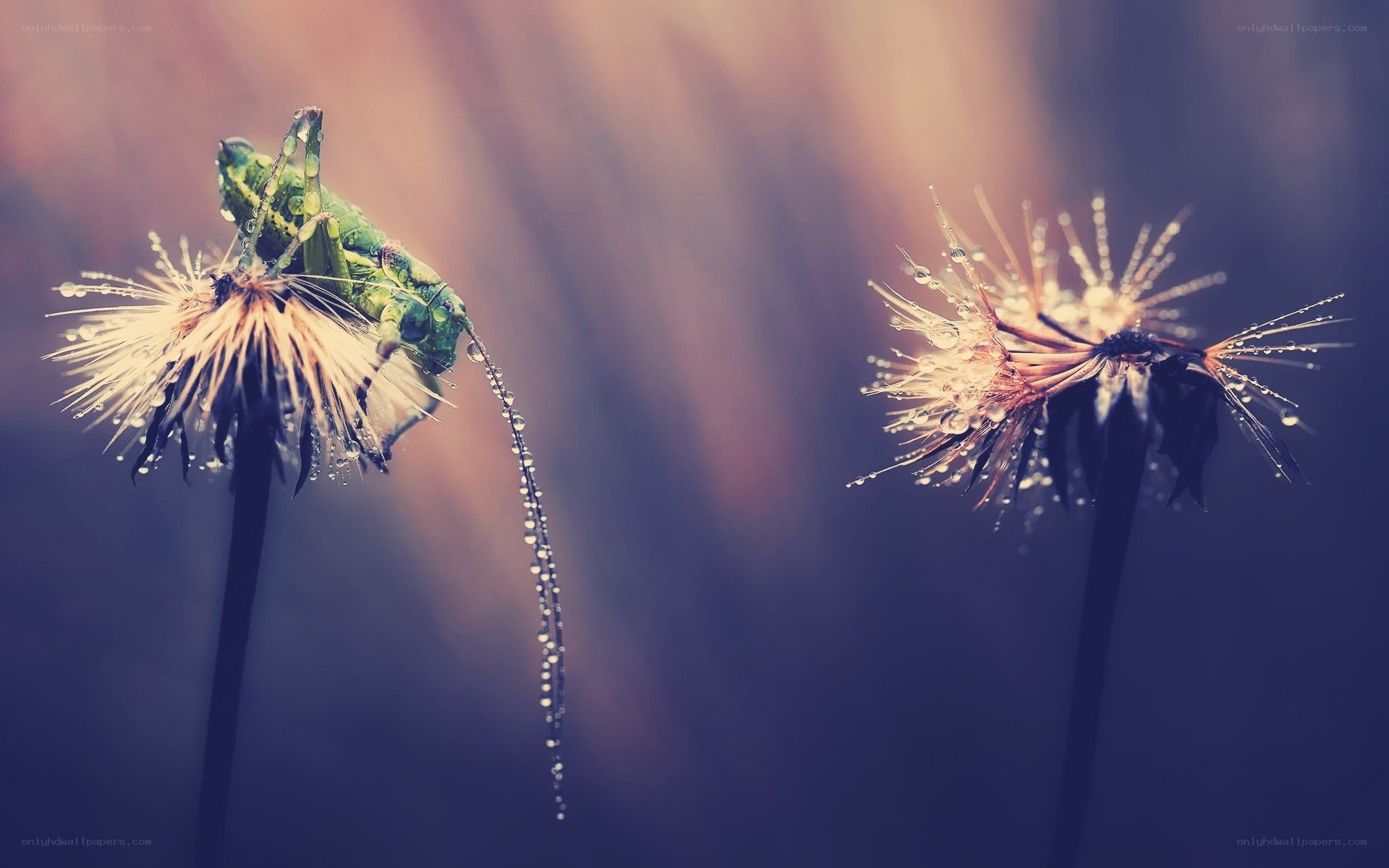 Grasshopper on a dandelion