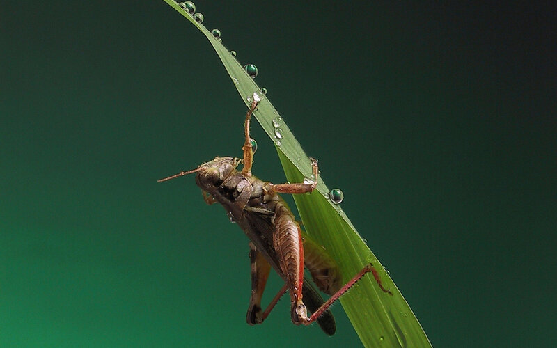 Grasshopper on a dewy leaf