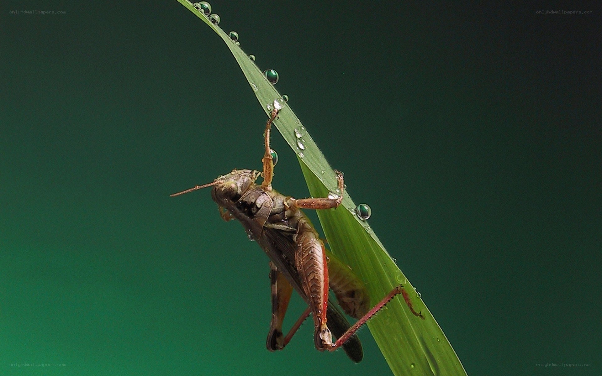 Grasshopper on a dewy leaf