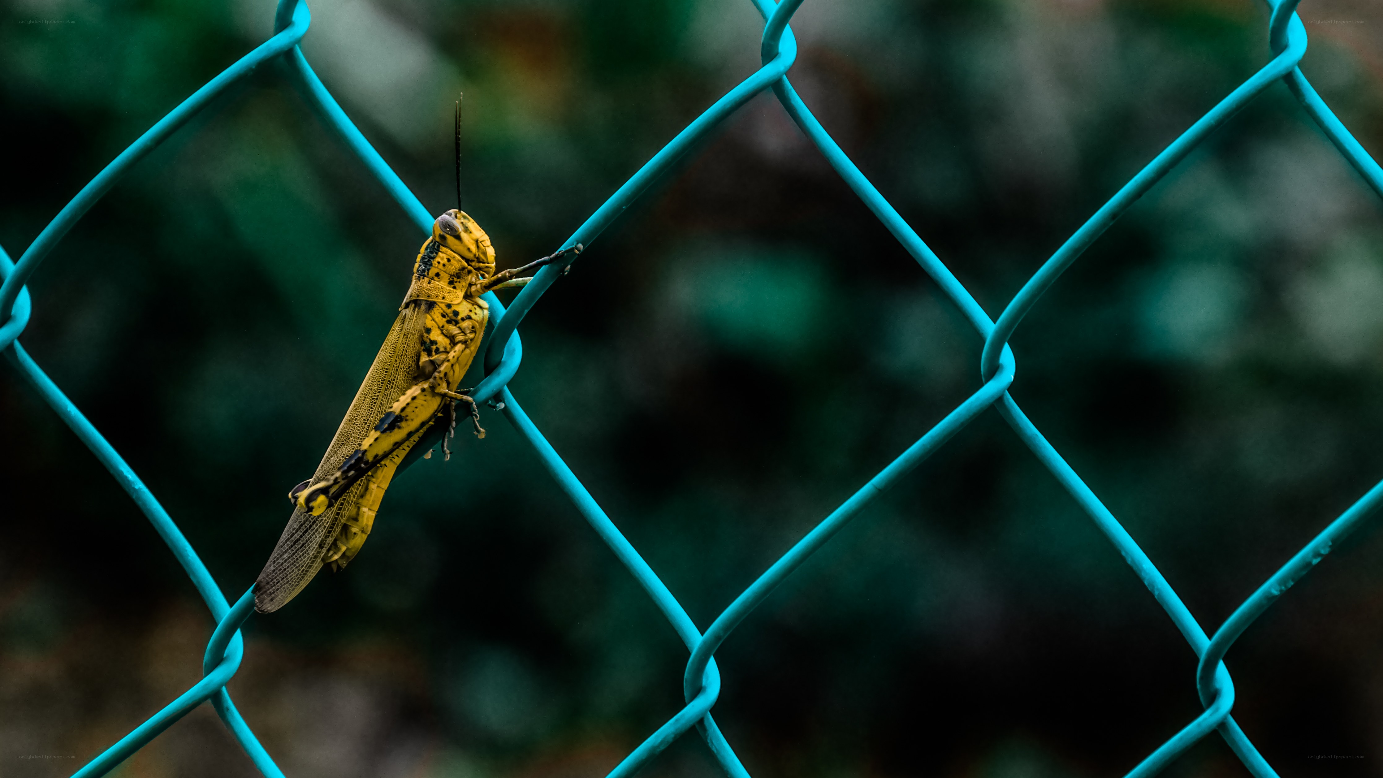 Grasshopper on a fence