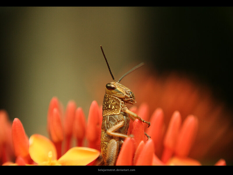 Grasshopper on a flower