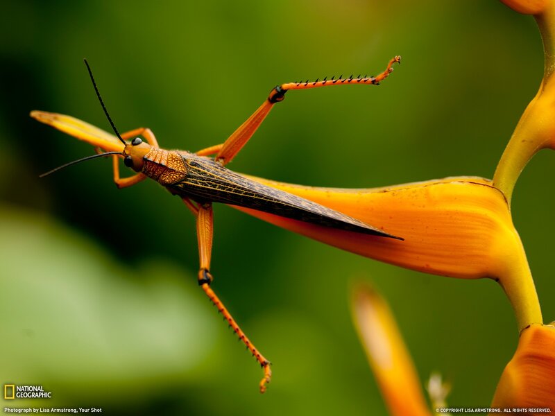 Grasshopper on a flower