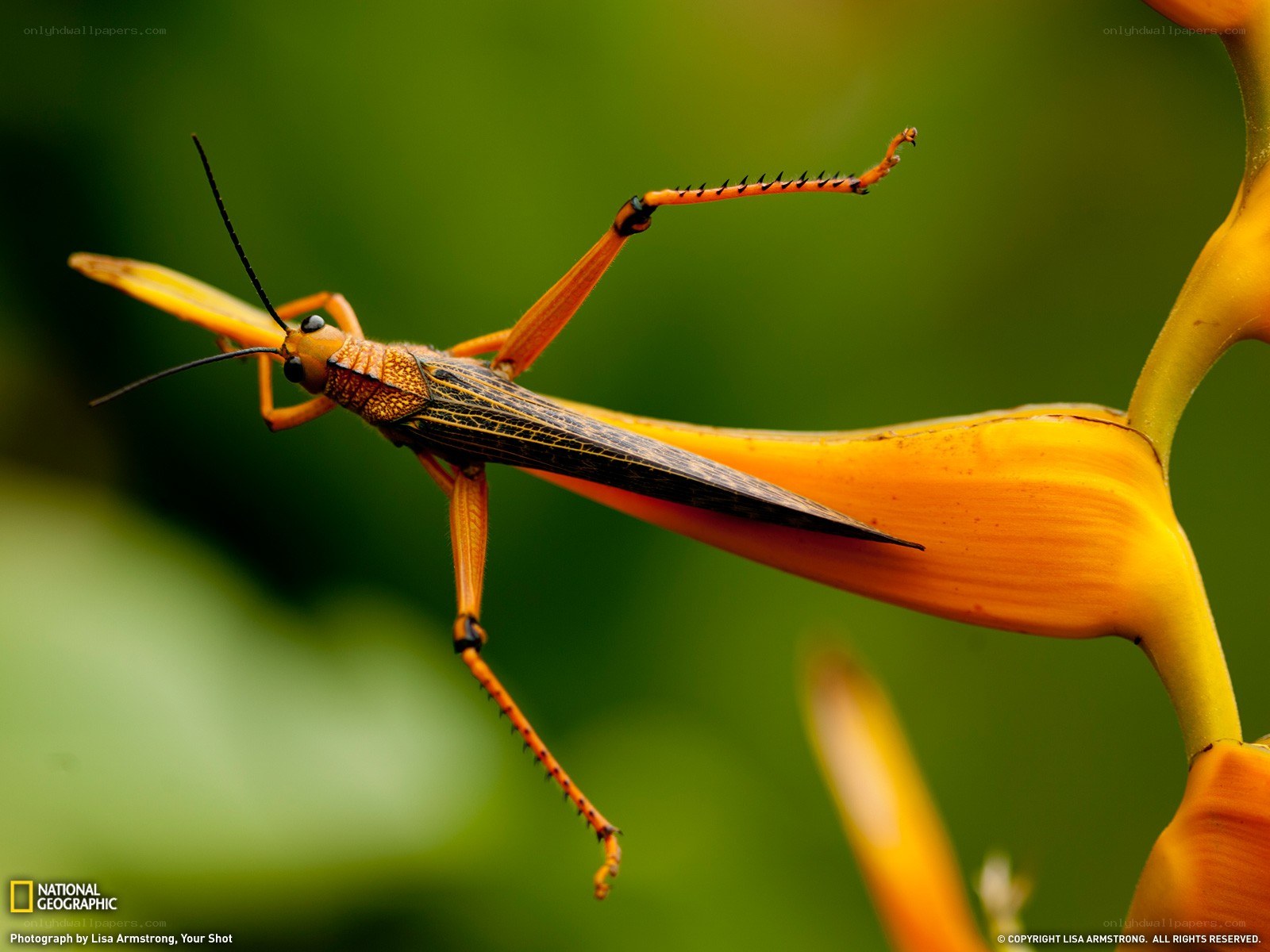 Grasshopper on a flower