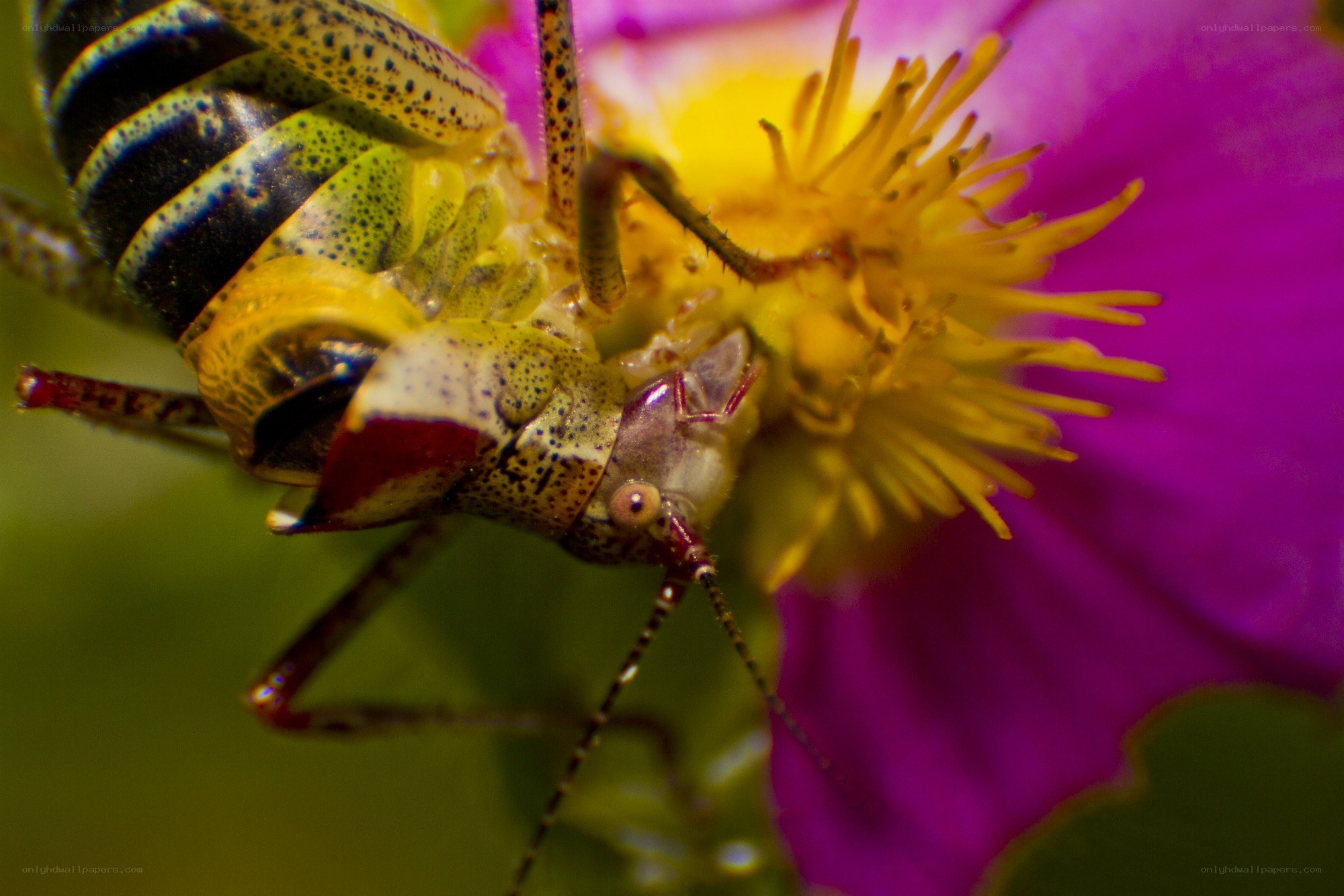 Grasshopper on a flower
