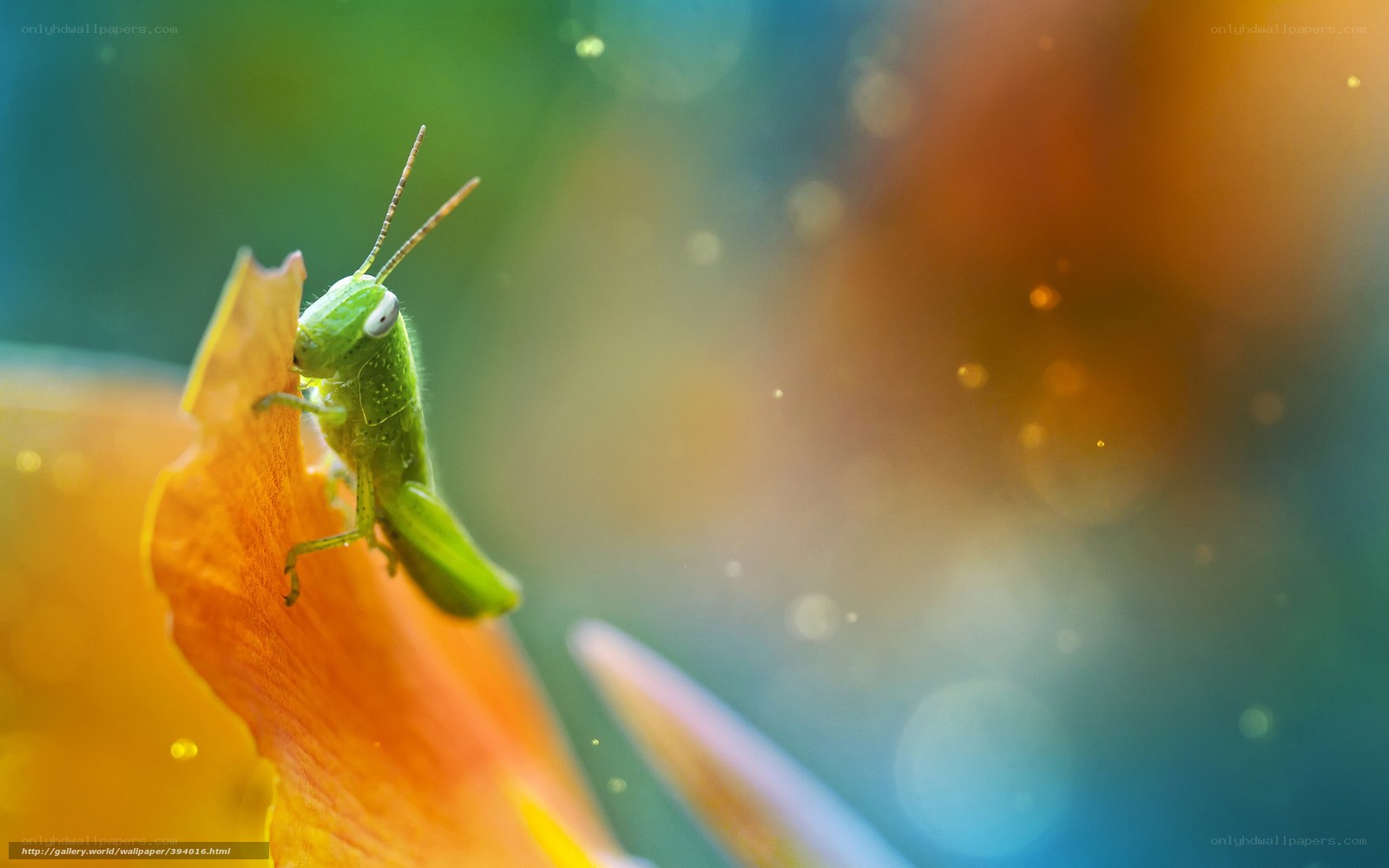 Grasshopper on a flower petal
