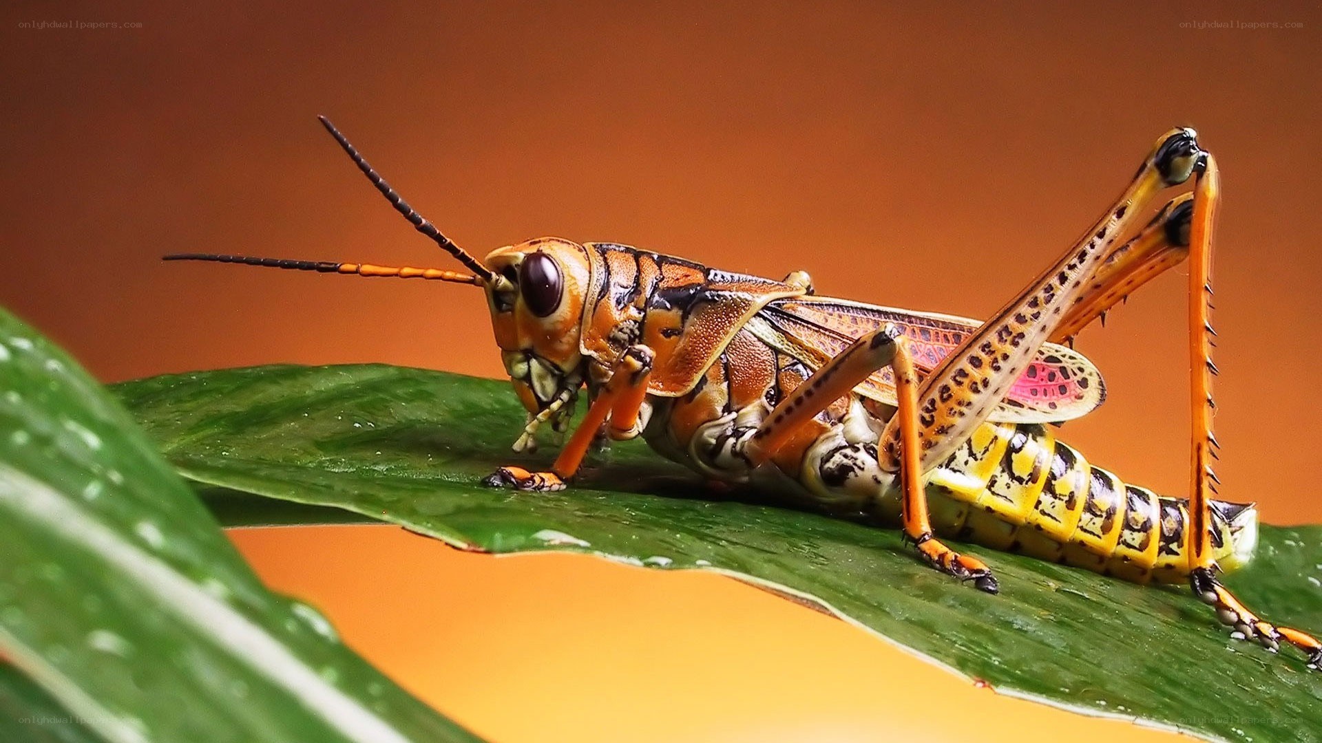 Grasshopper on a green leaf