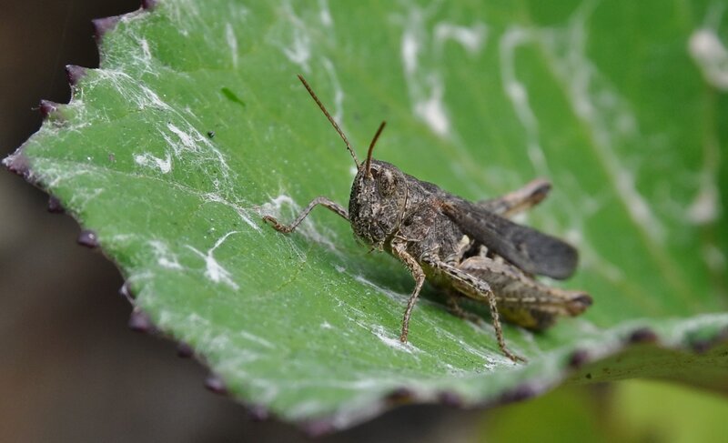 Grasshopper on a green leaf