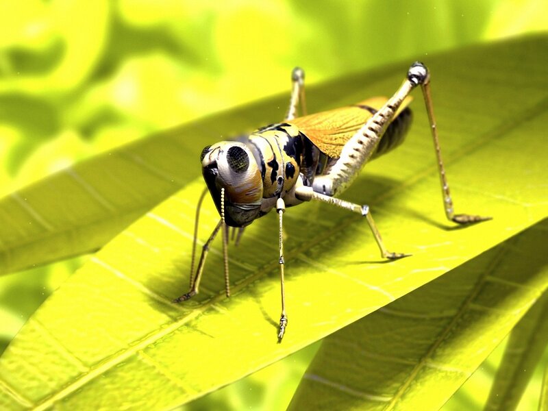 Grasshopper on a green leaf