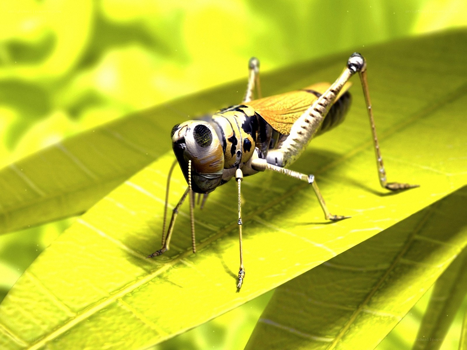 Grasshopper on a green leaf