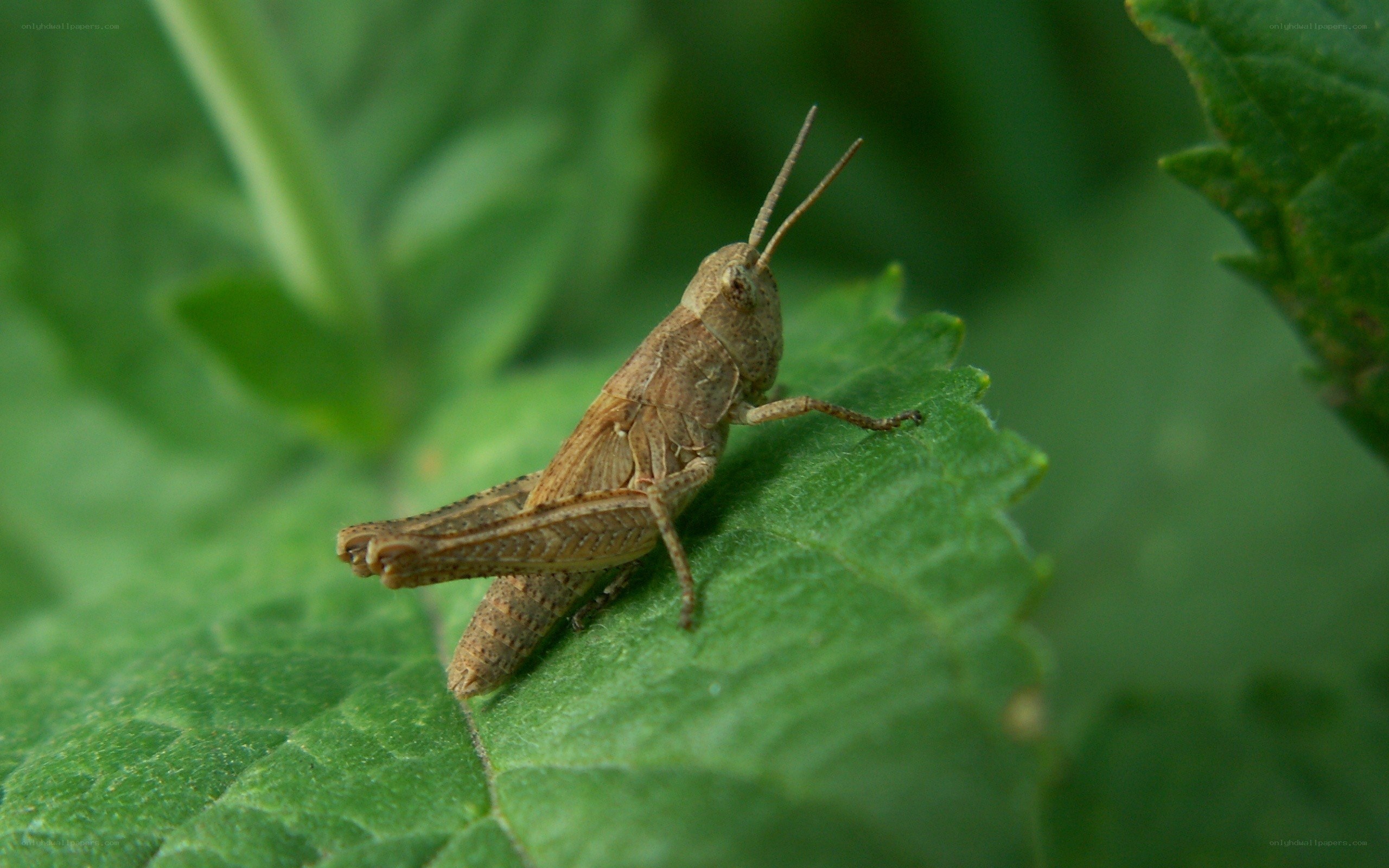 Grasshopper on a green leaf