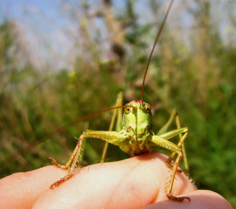 Grasshopper on a hand