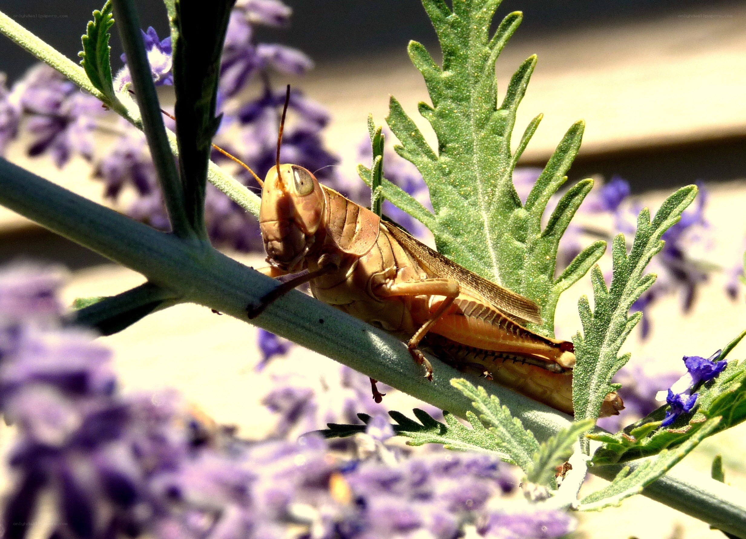Grasshopper on a lavender plant
