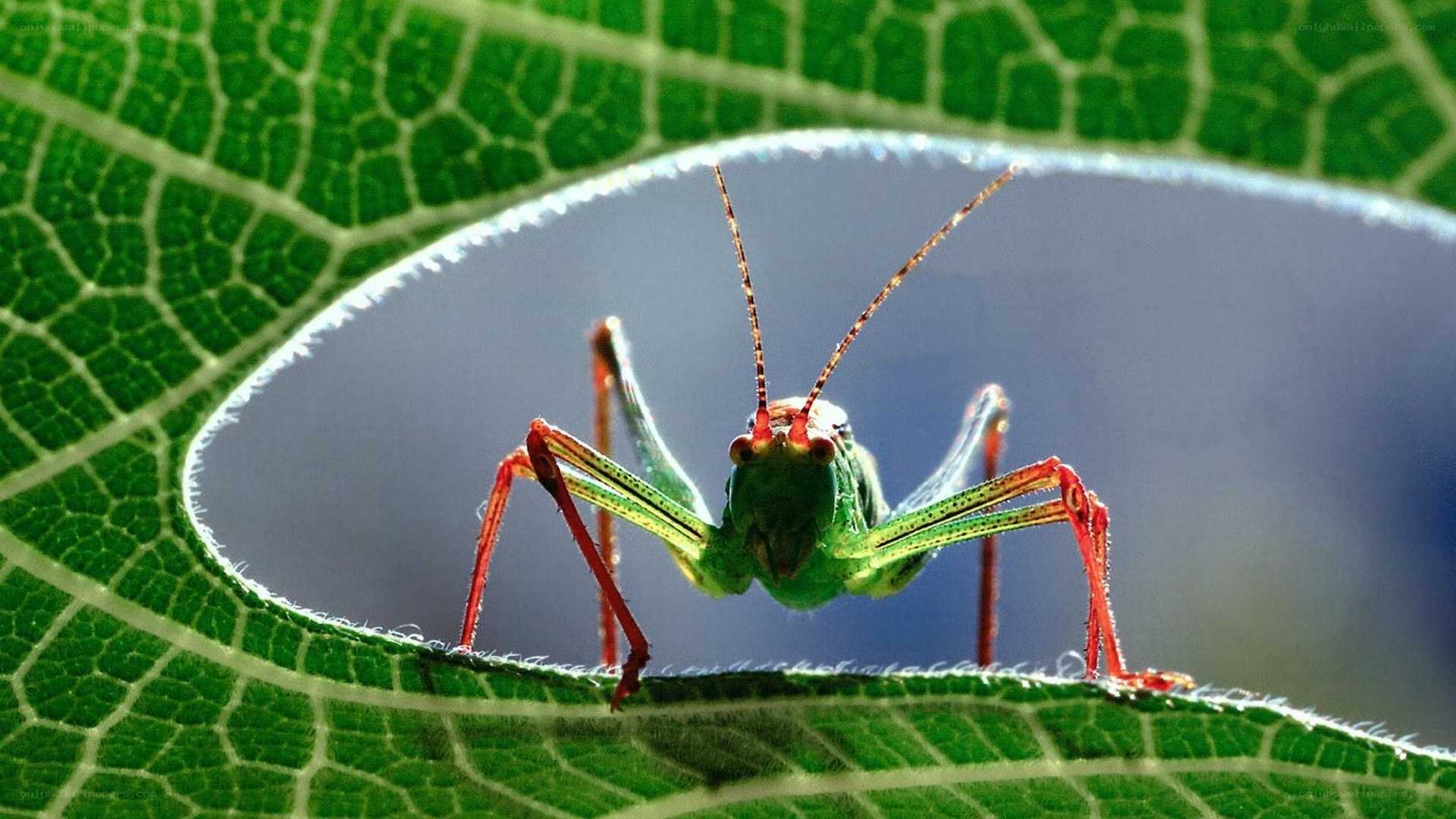 Grasshopper on a leaf