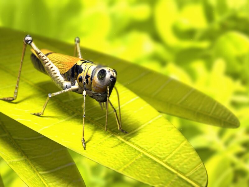 Grasshopper on a leaf