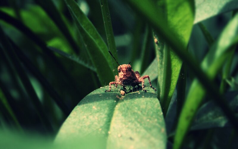 grasshopper on a leaf