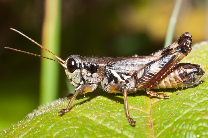 Grasshopper on a leaf