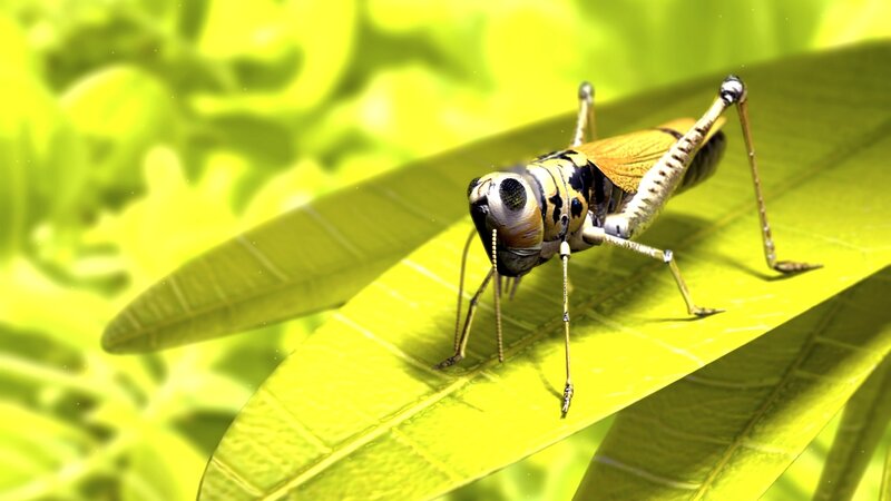 grasshopper on a leaf
