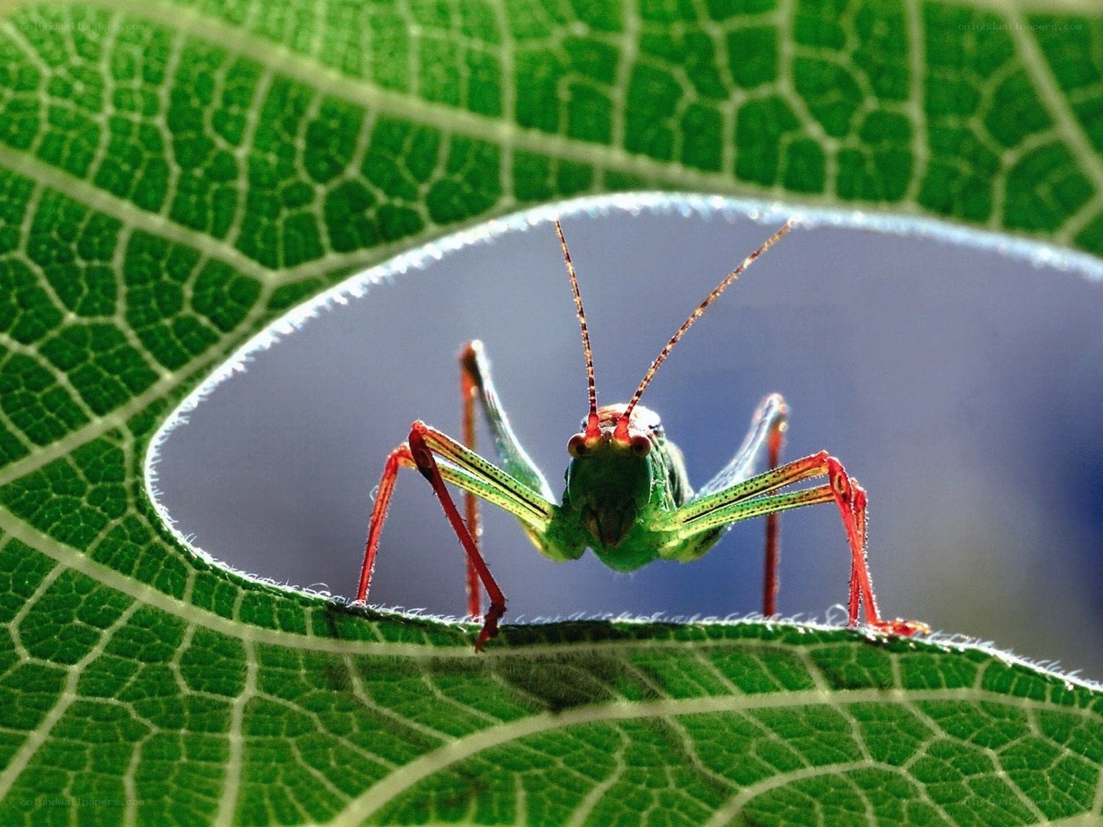 Grasshopper on a leaf