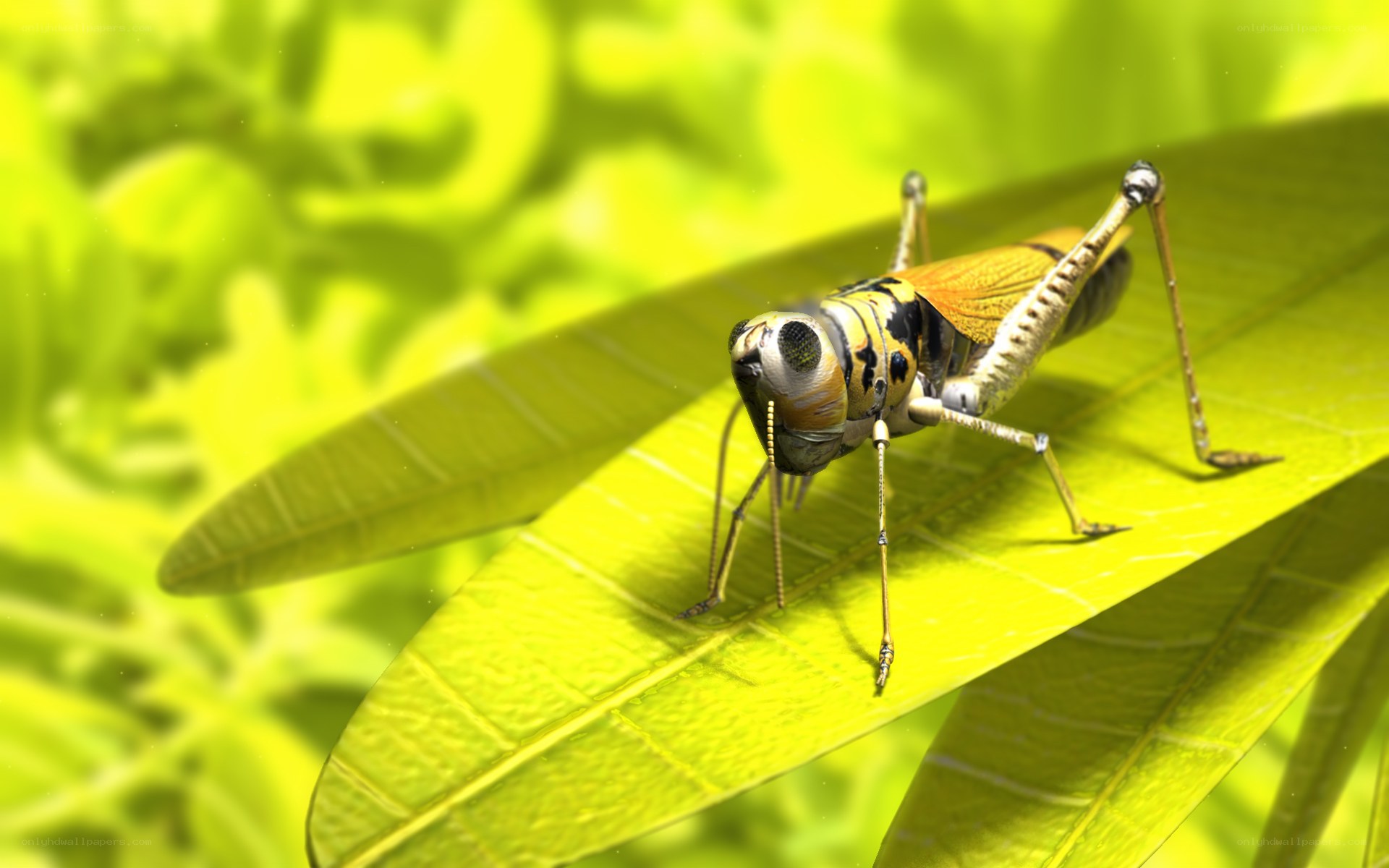 Grasshopper on a leaf